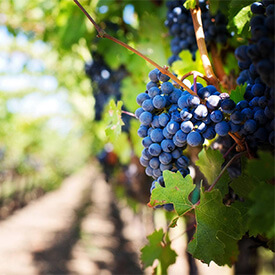 Sonoma Valley Wine Tours 7 Hills Limousine
